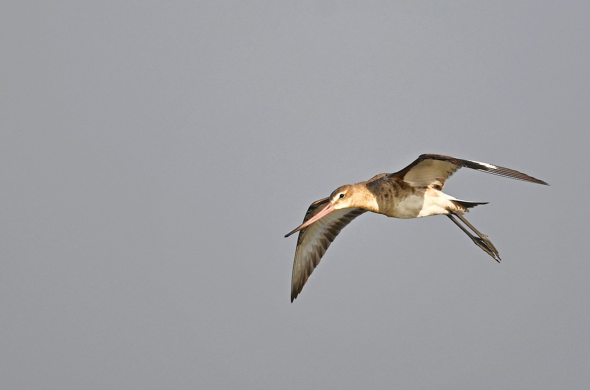 Black-tailed Godwit - ML643756676