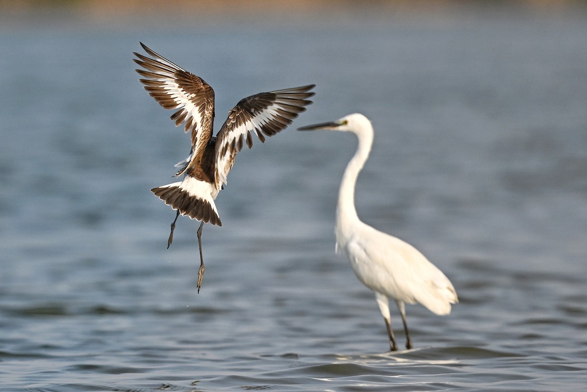 Black-tailed Godwit - ML643756677