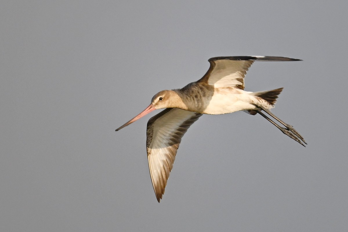 Black-tailed Godwit - ML643756678