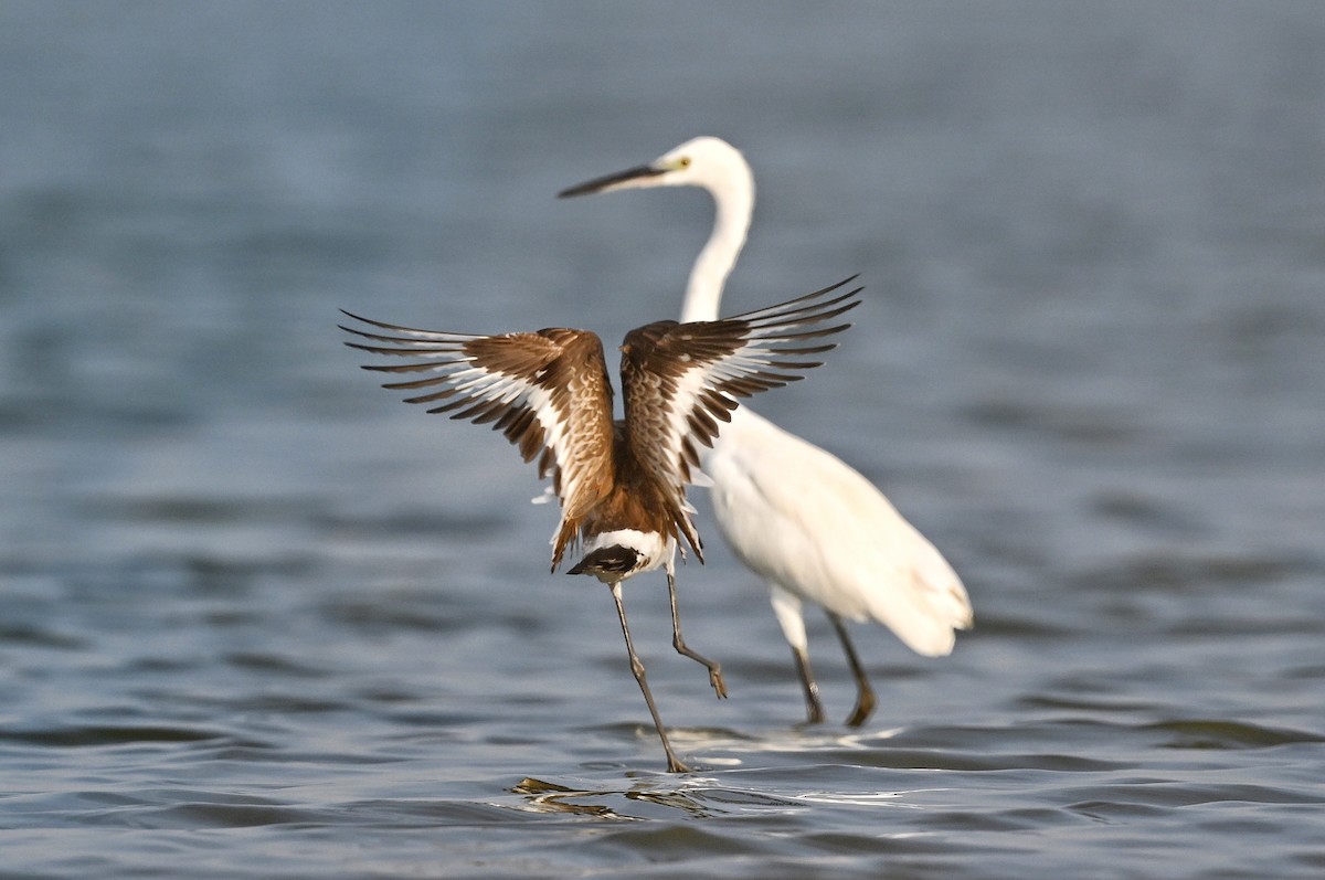 Black-tailed Godwit - ML643756679