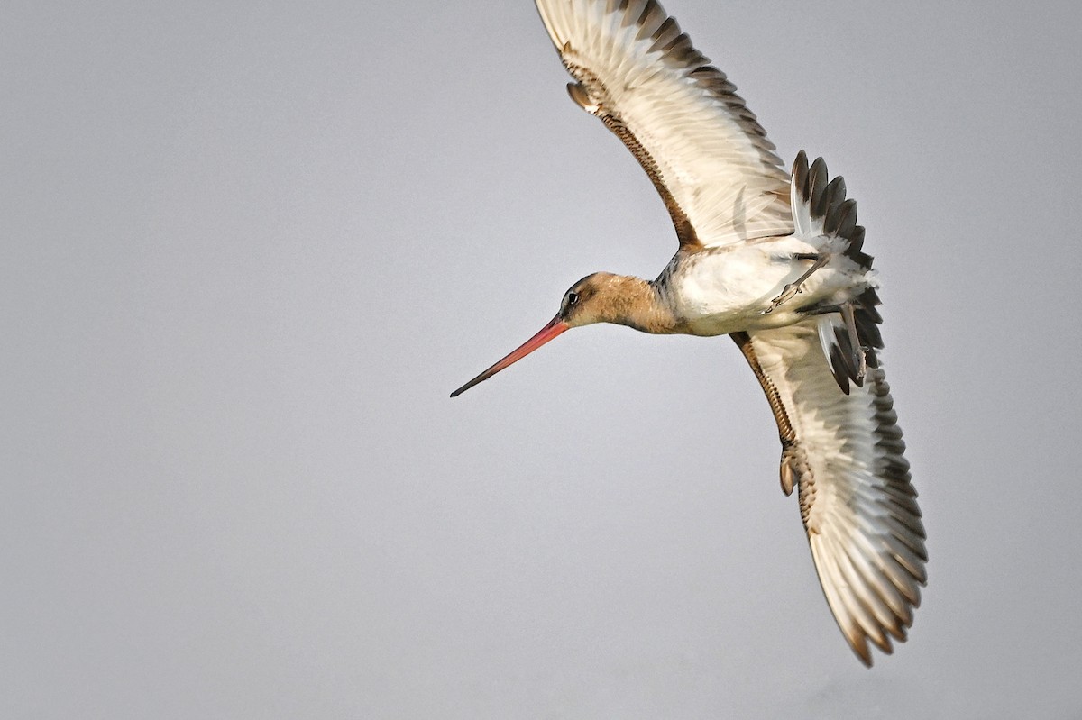 Black-tailed Godwit - ML643756680