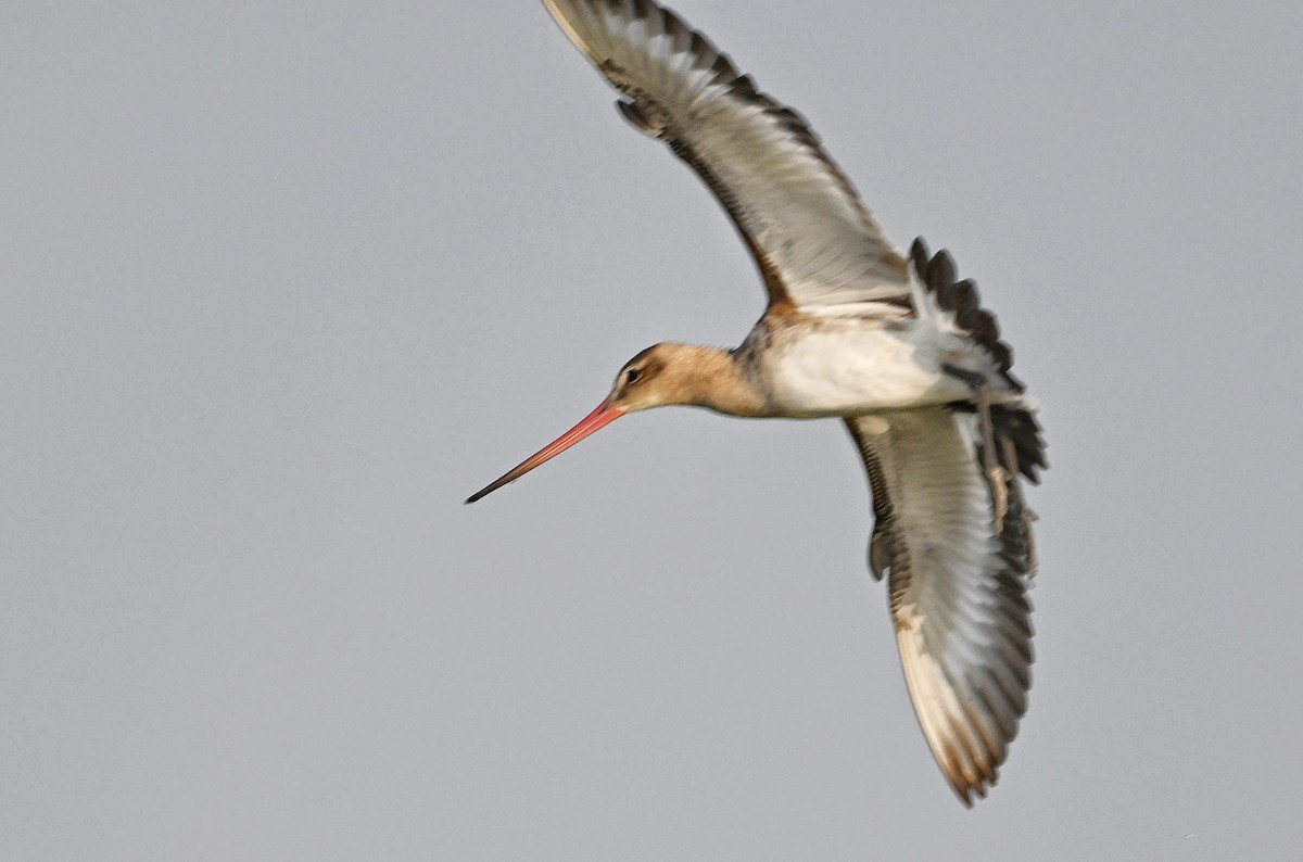 Black-tailed Godwit - ML643756681