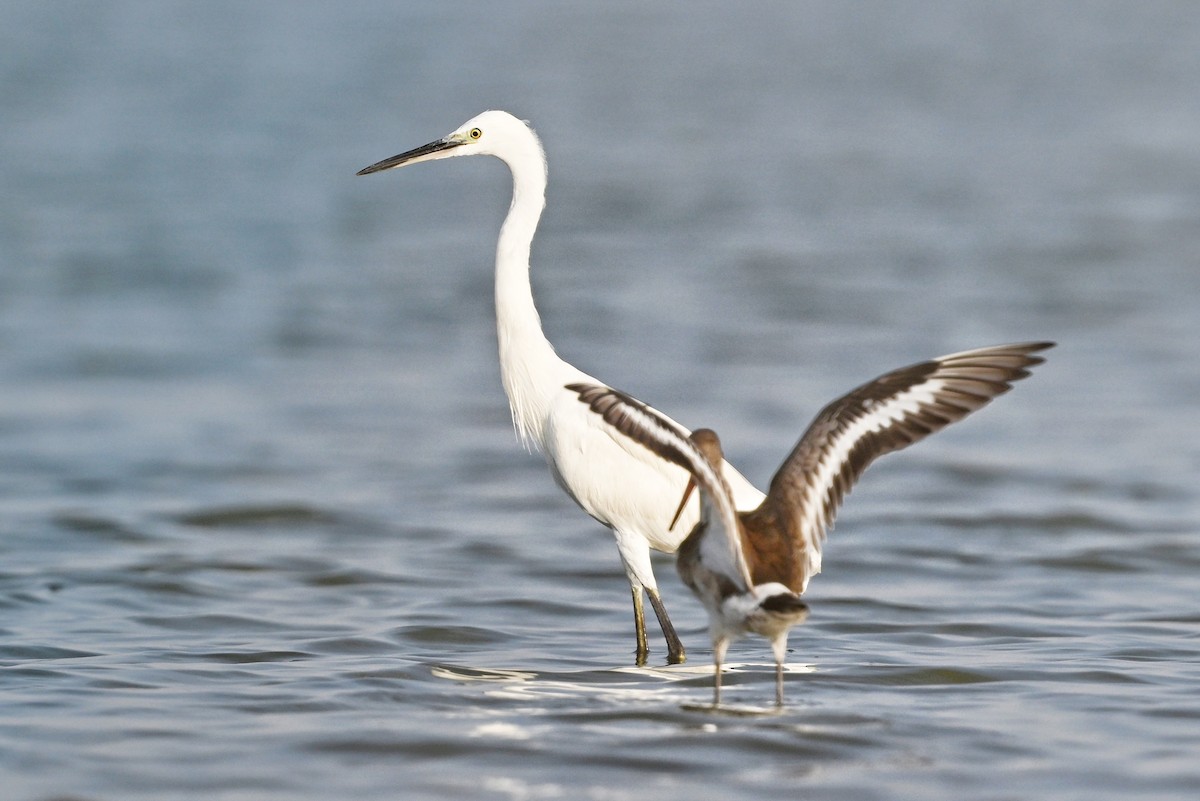 Black-tailed Godwit - ML643756682