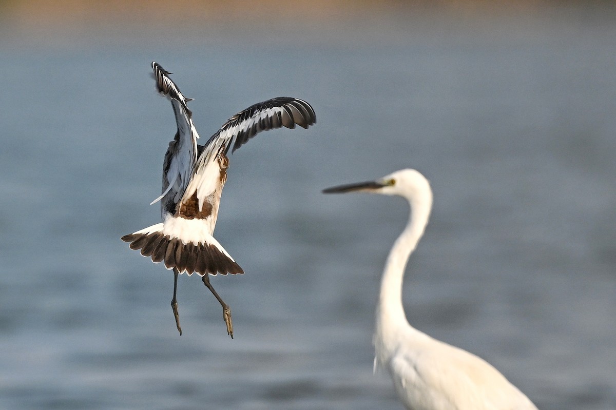 Black-tailed Godwit - ML643756683