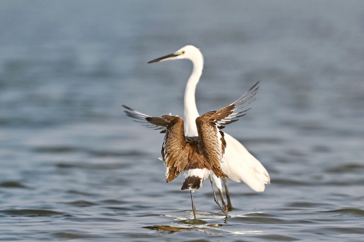 Black-tailed Godwit - ML643756684