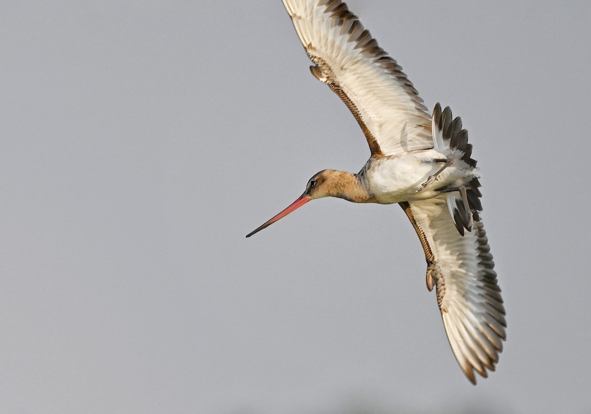 Black-tailed Godwit - ML643756685