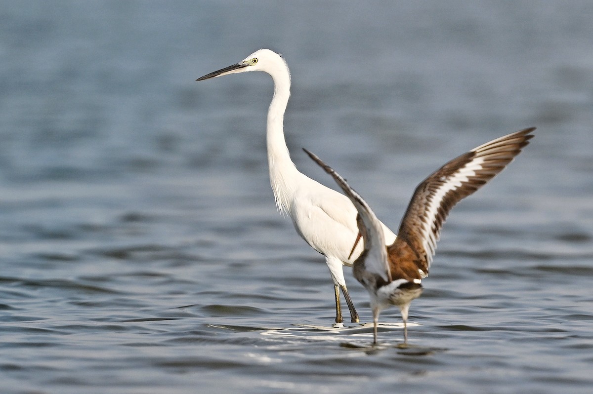Black-tailed Godwit - ML643756686