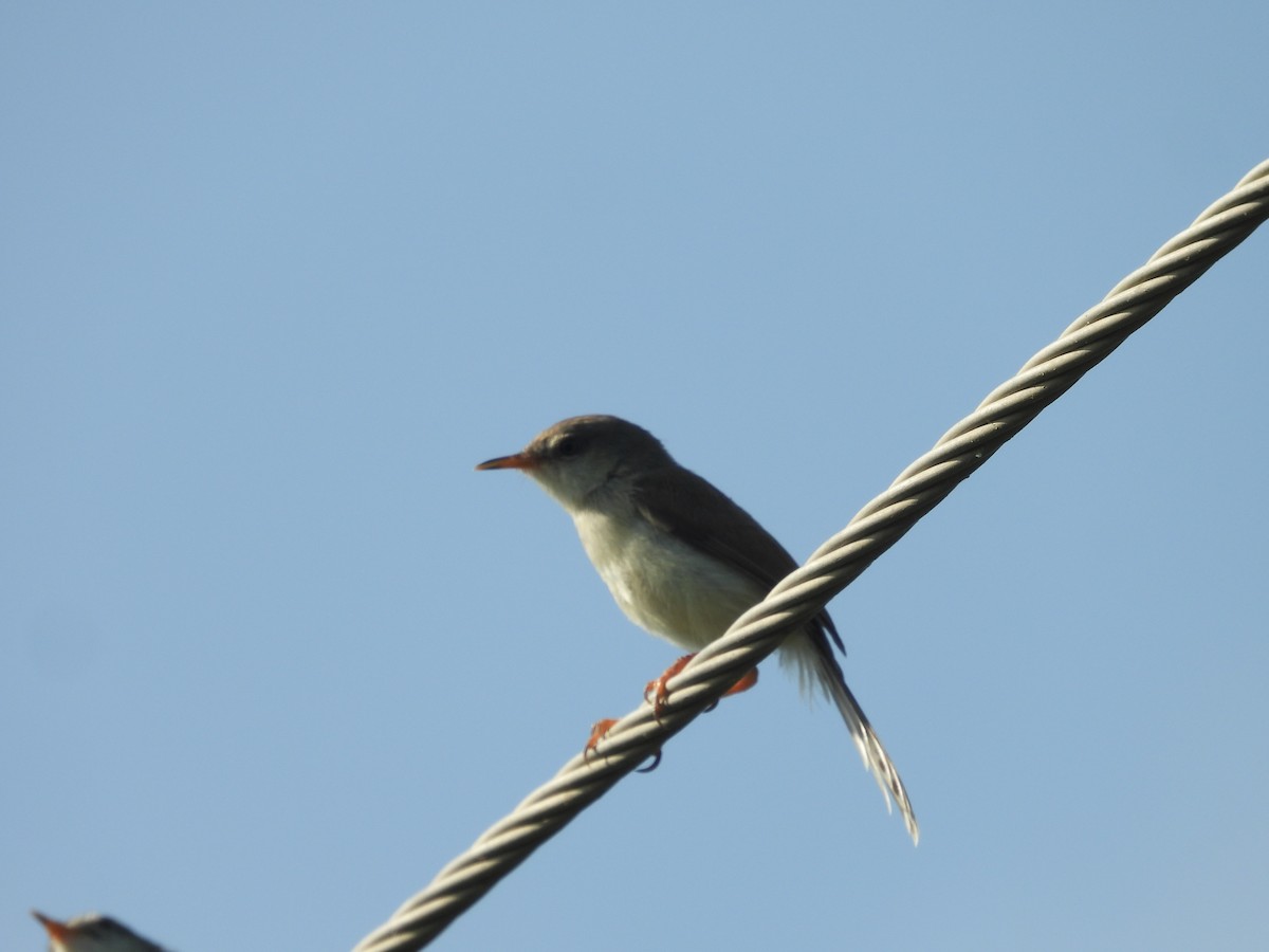 Gray-breasted Prinia - ML643756688
