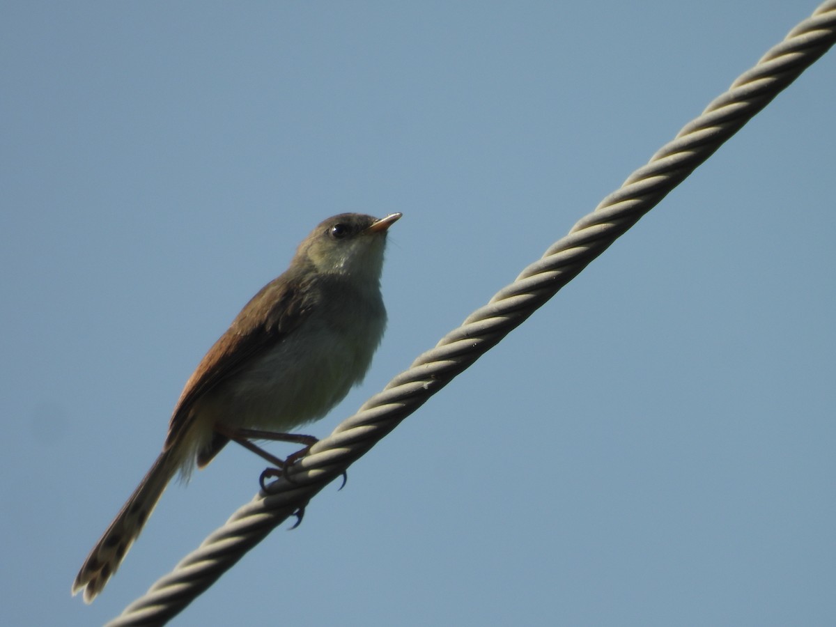 Gray-breasted Prinia - ML643756689