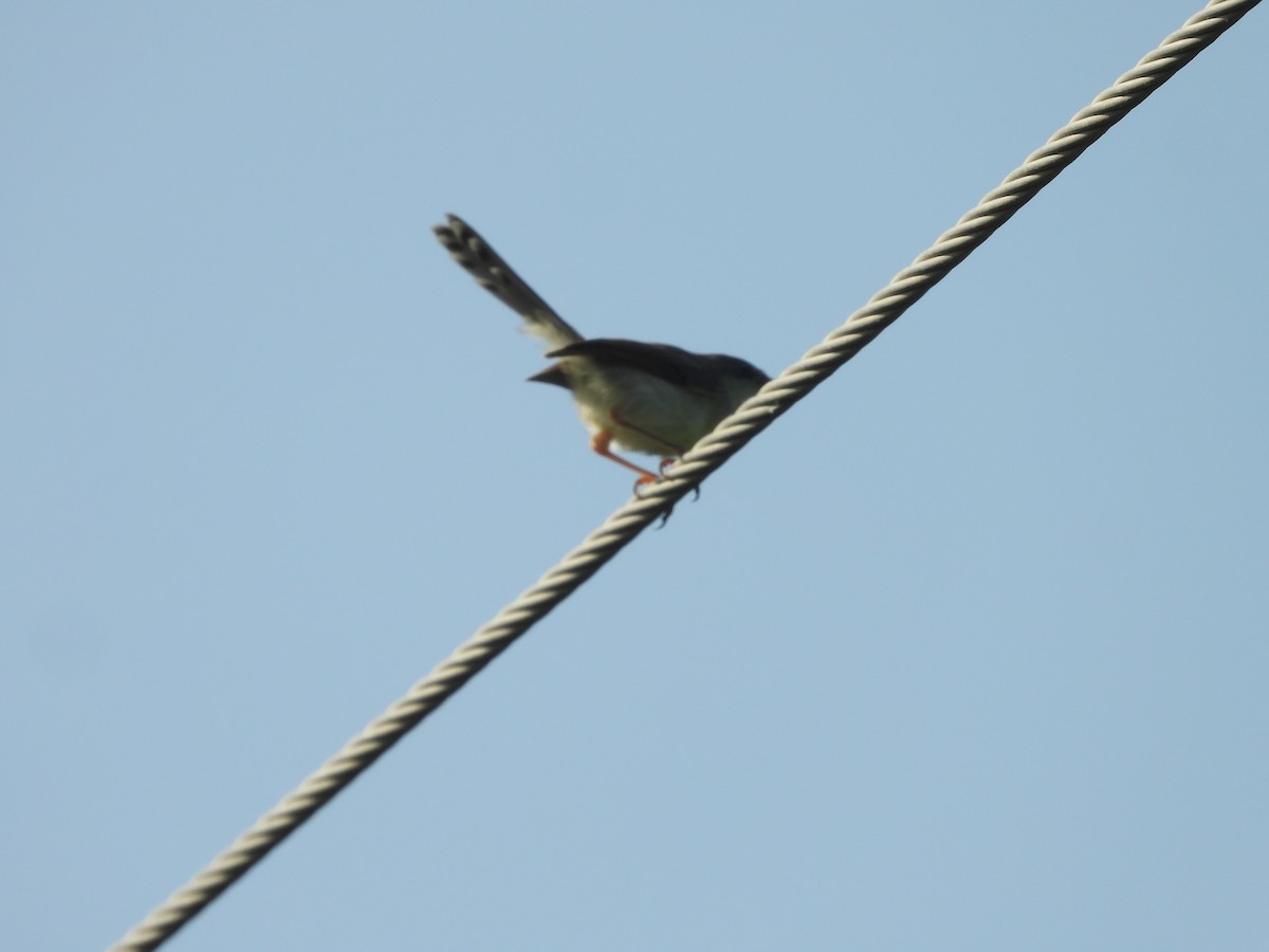 Gray-breasted Prinia - ML643756690