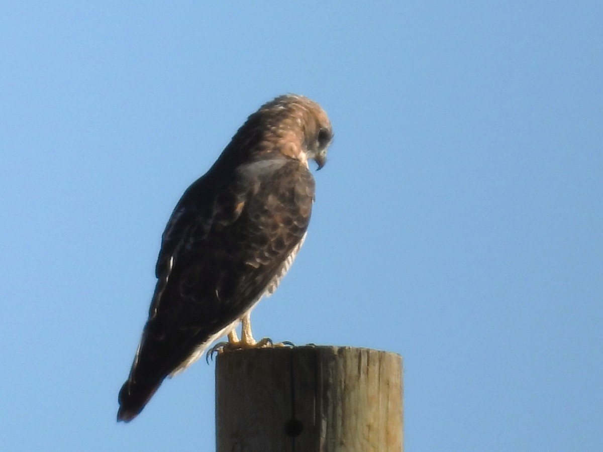 Red-tailed Hawk - ML643756693