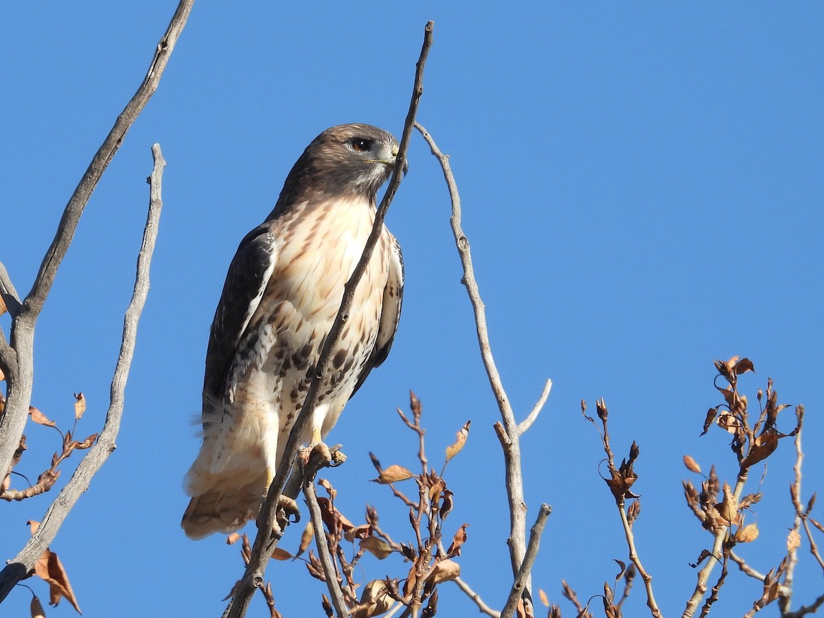 Red-tailed Hawk - ML643756694