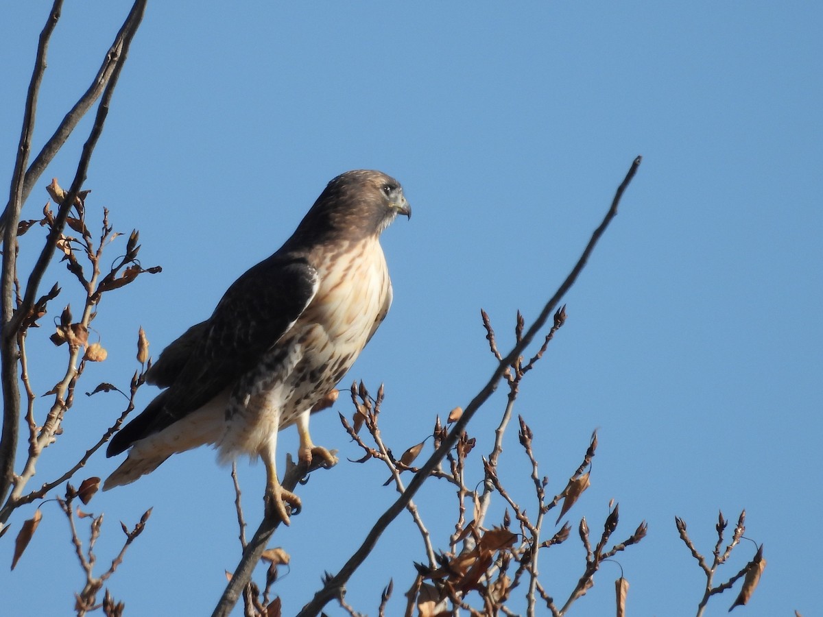 Red-tailed Hawk - ML643756695