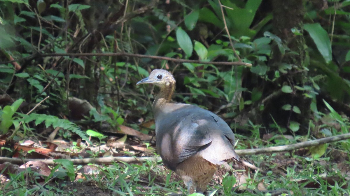 Solitary Tinamou - ML643756703