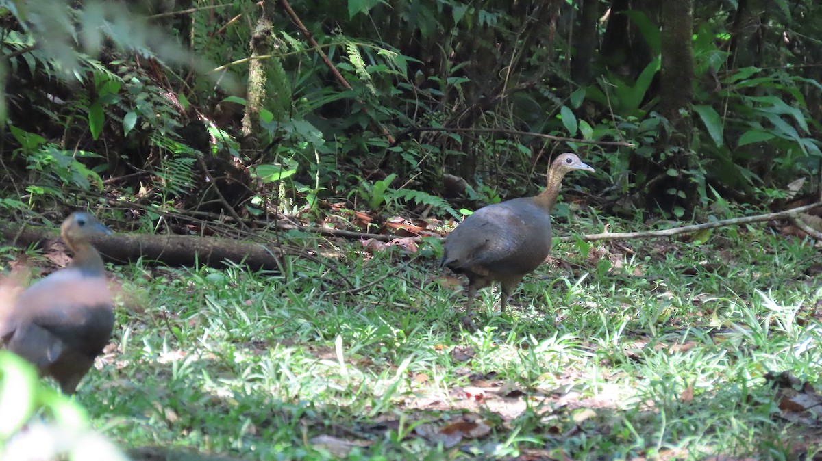 Solitary Tinamou - ML643756704