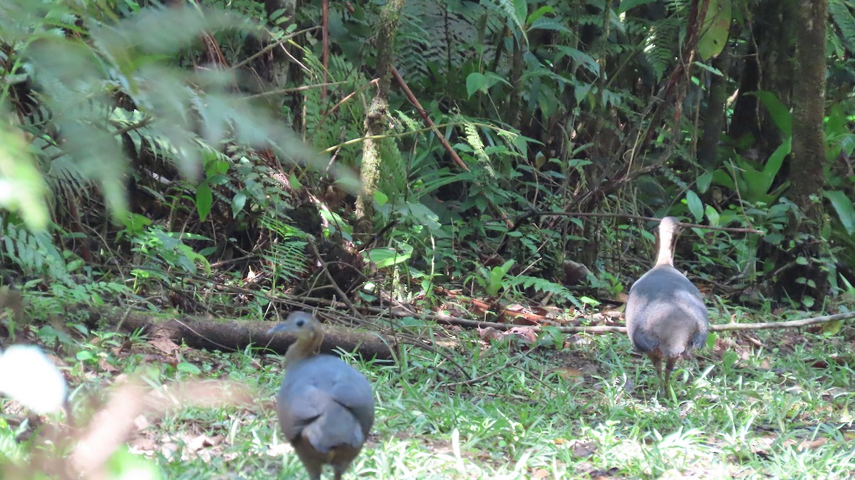 Solitary Tinamou - ML643756705