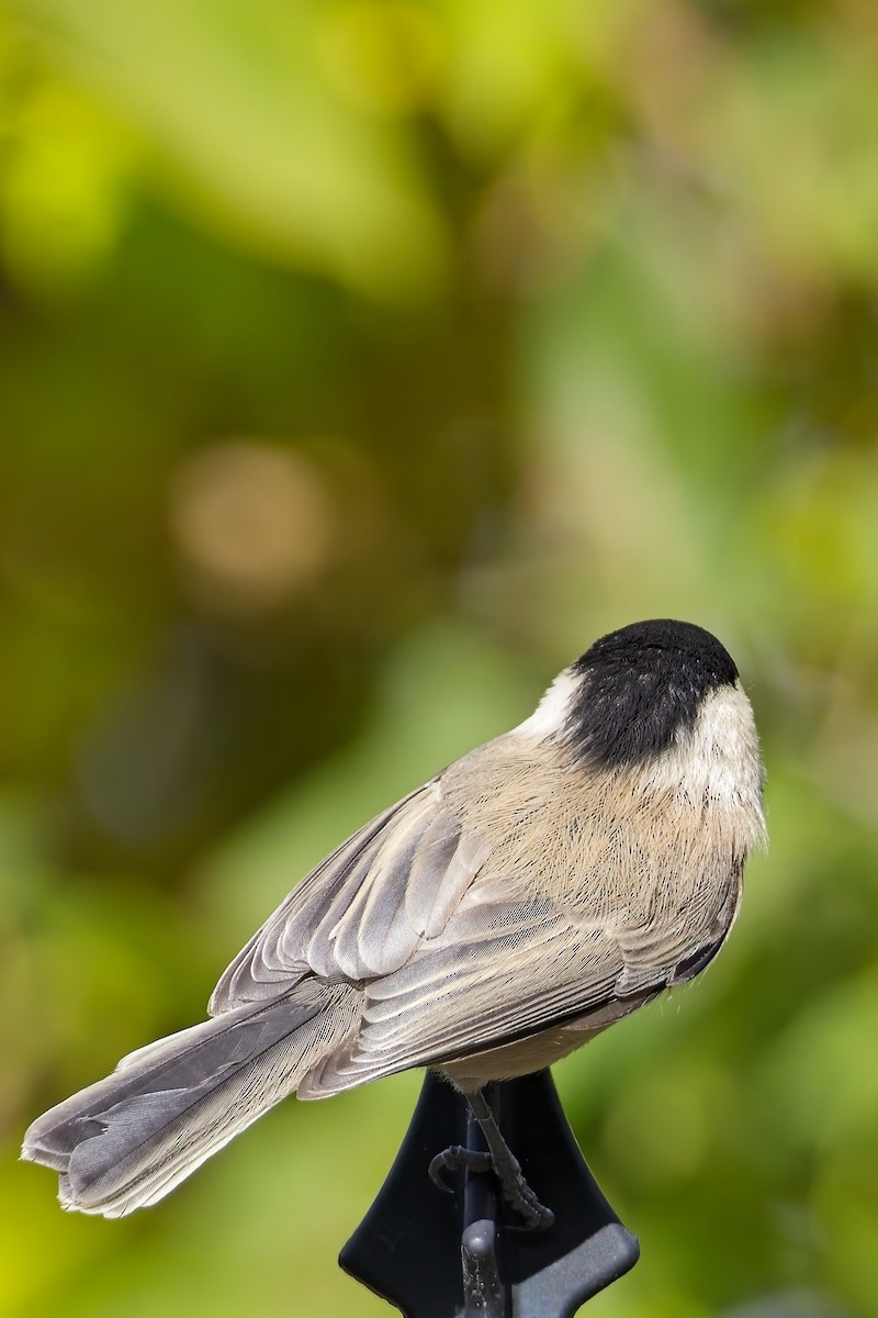 Willow Tit - ML643756711