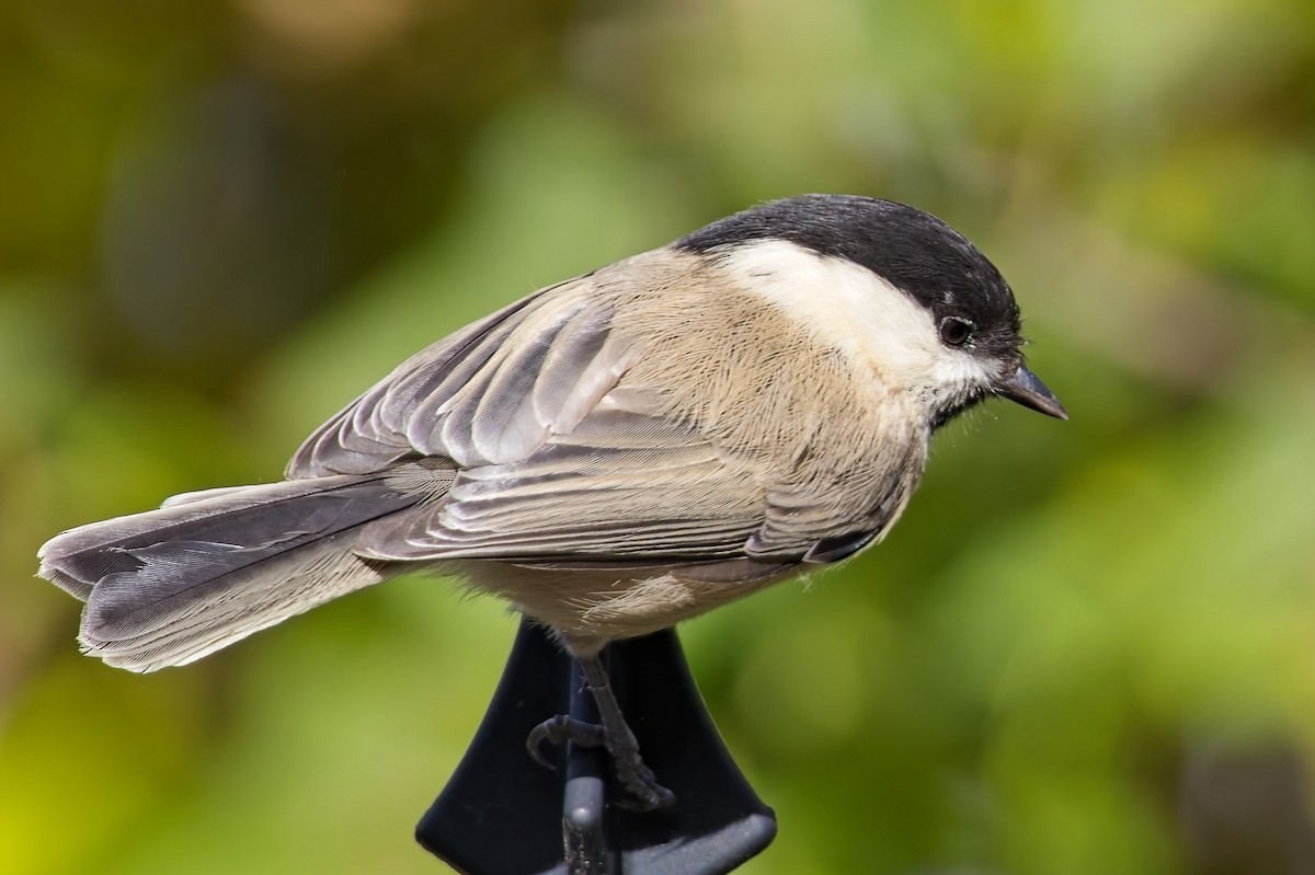 Willow Tit - ML643756712