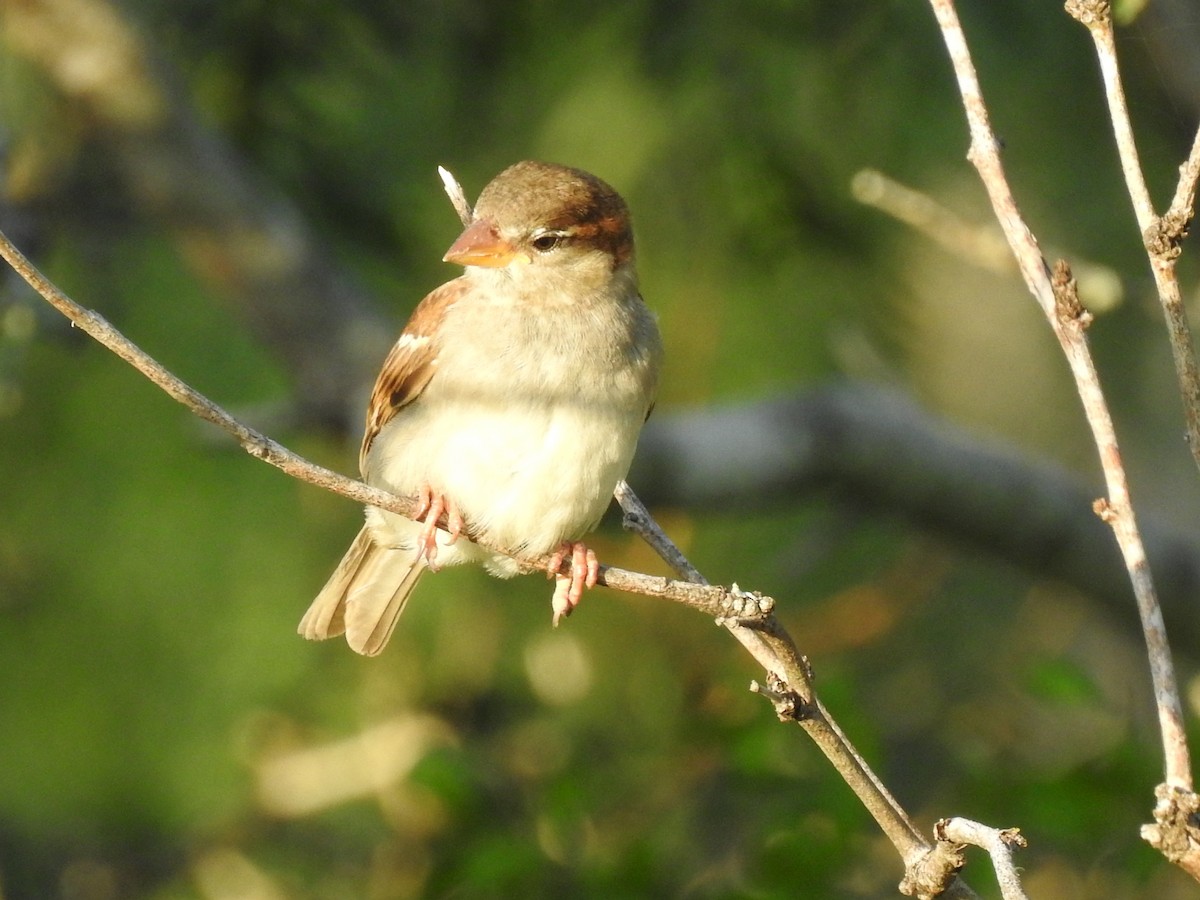 House Sparrow - ML643756723