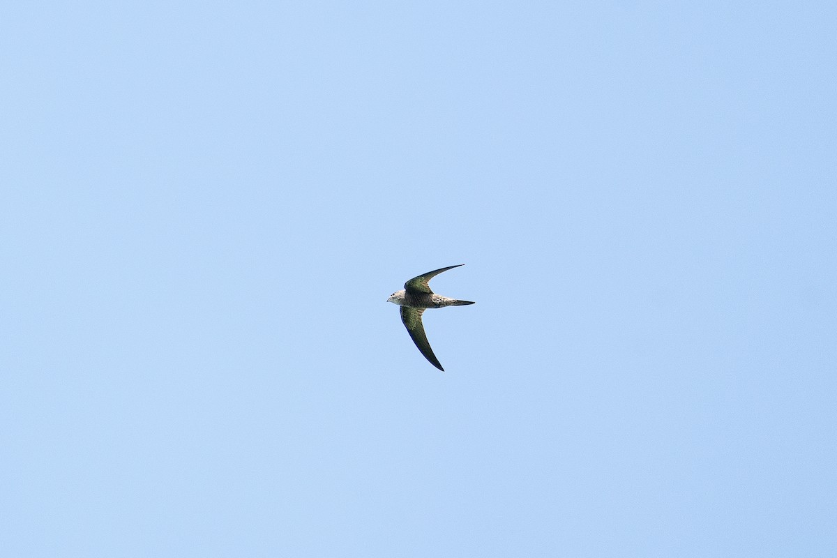 Pallid Swift - ML643756735