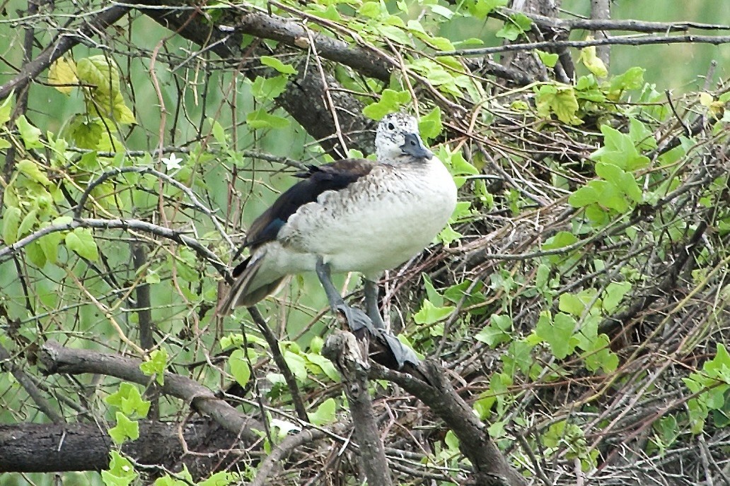 Knob-billed Duck - ML643756750