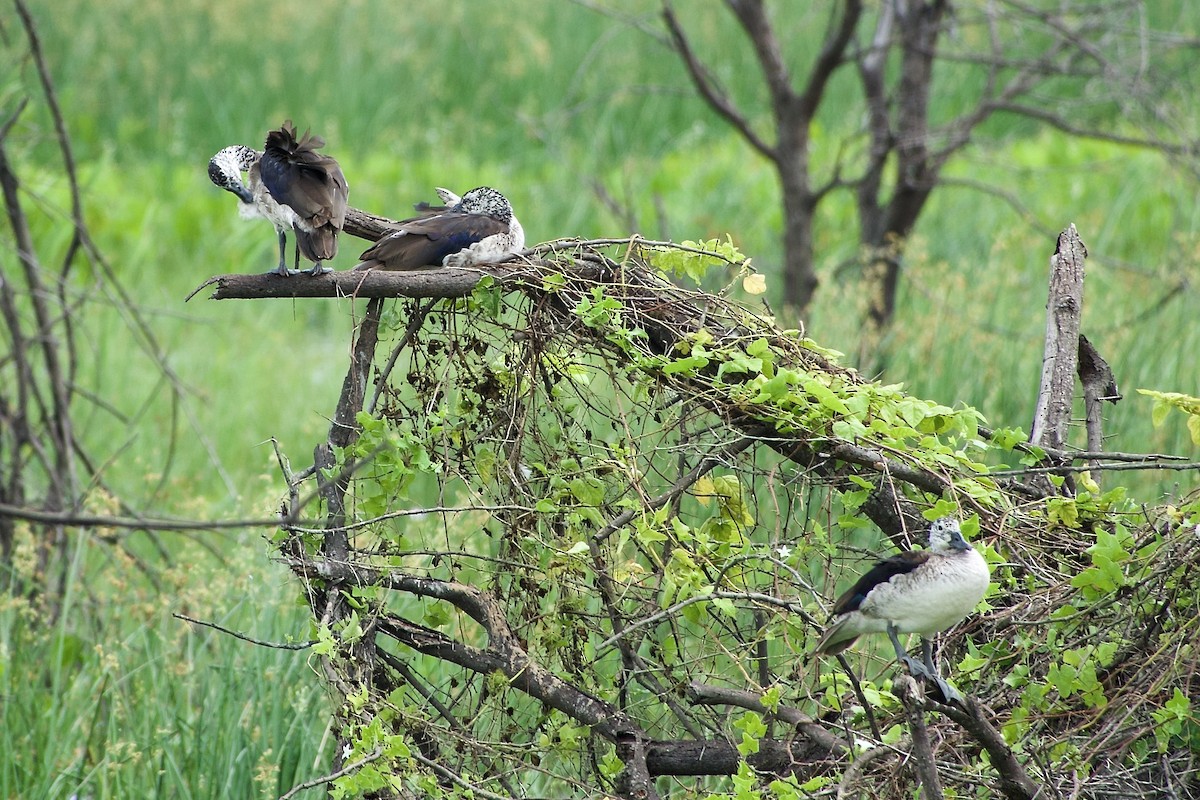 Knob-billed Duck - ML643756751