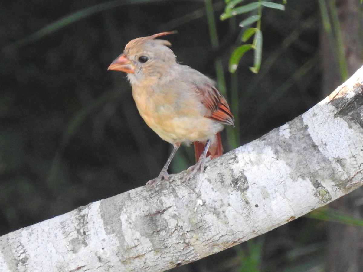 Northern Cardinal - ML643756757
