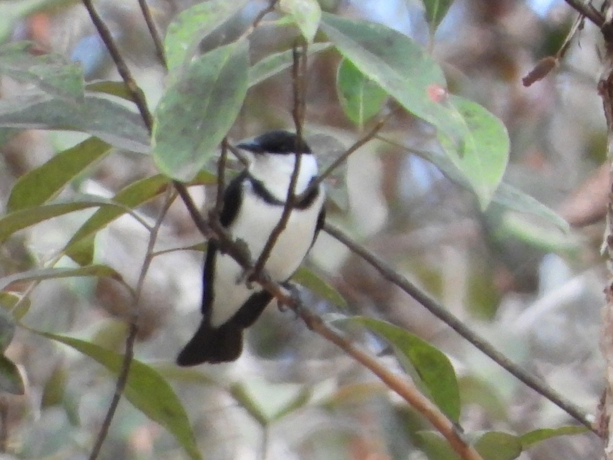Banded Honeyeater - ML643756759