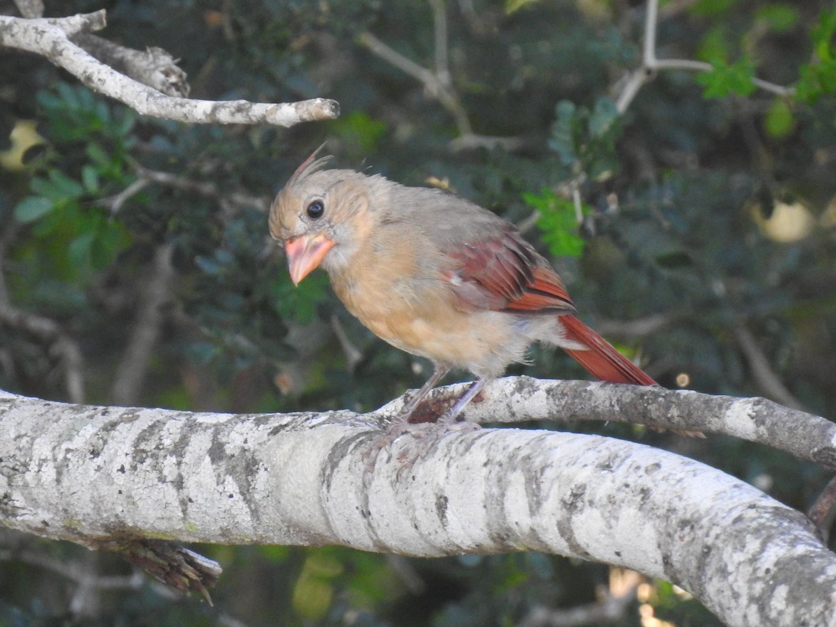 Northern Cardinal - ML643756770