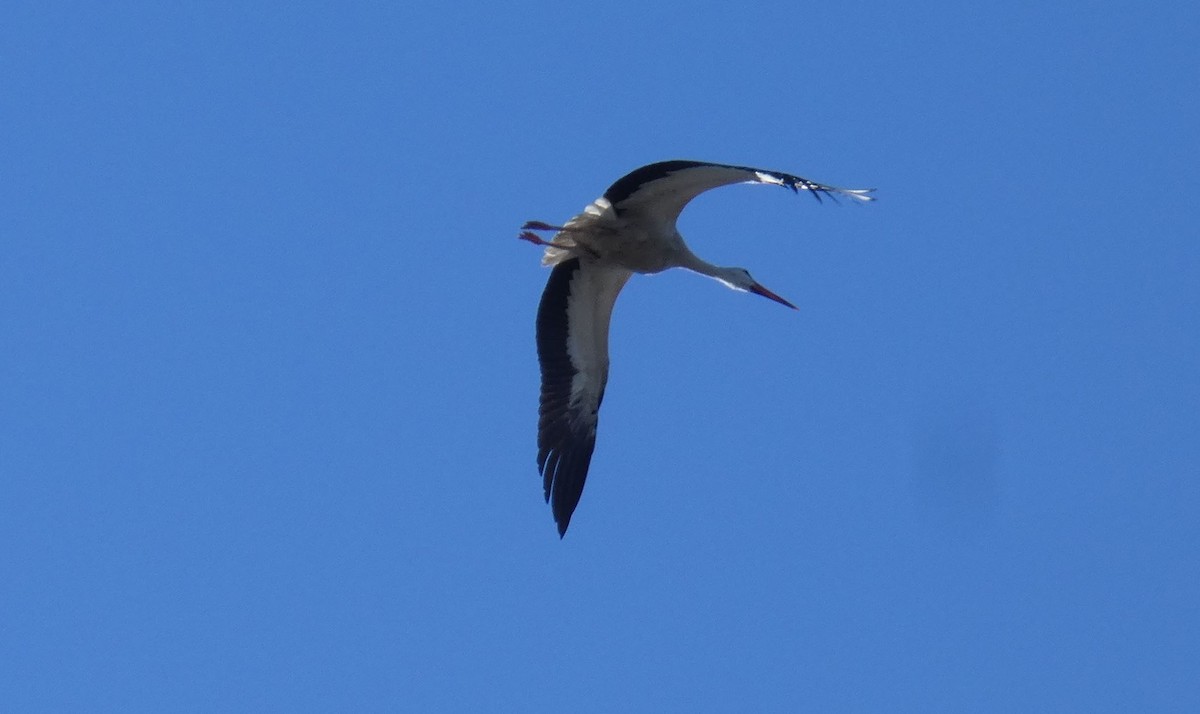 White Stork - ML643756772