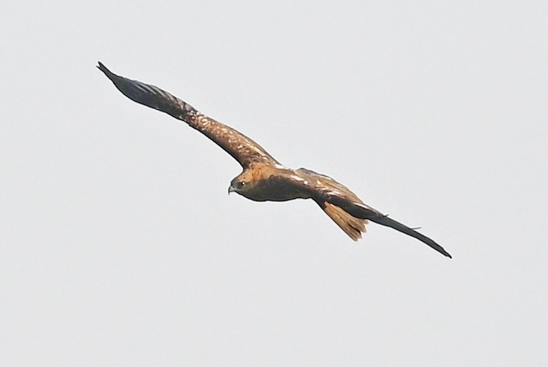 Brahminy Kite - ML643756773