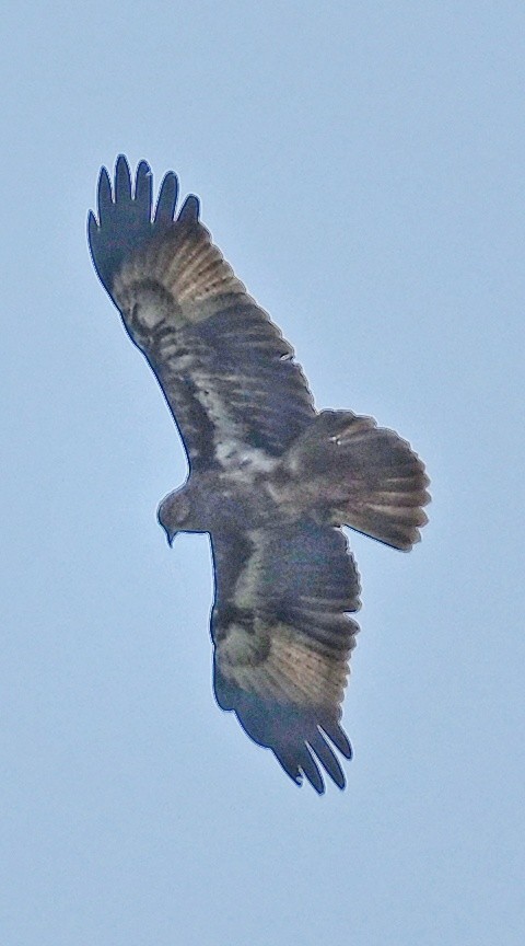 Brahminy Kite - ML643756774