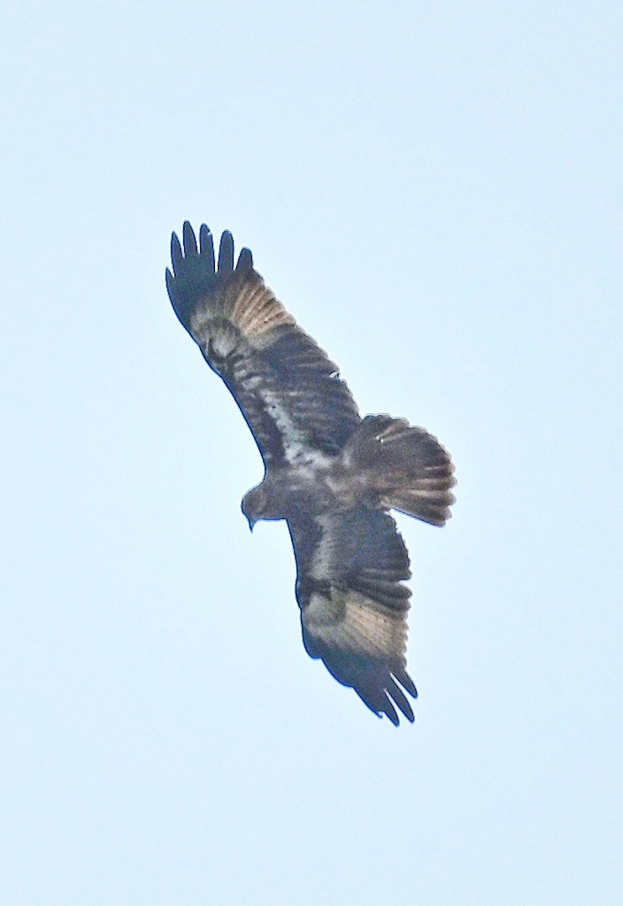 Brahminy Kite - ML643756775