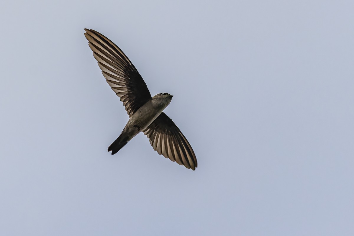 White-nest Swiftlet (Germain's) - ML643756776