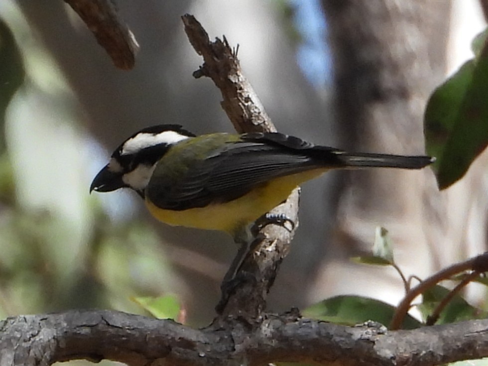 Eastern Shrike-tit - ML643756777