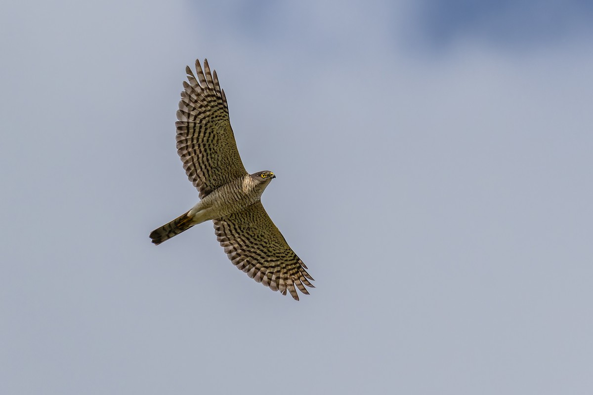 Japanese Sparrowhawk - ML643756778