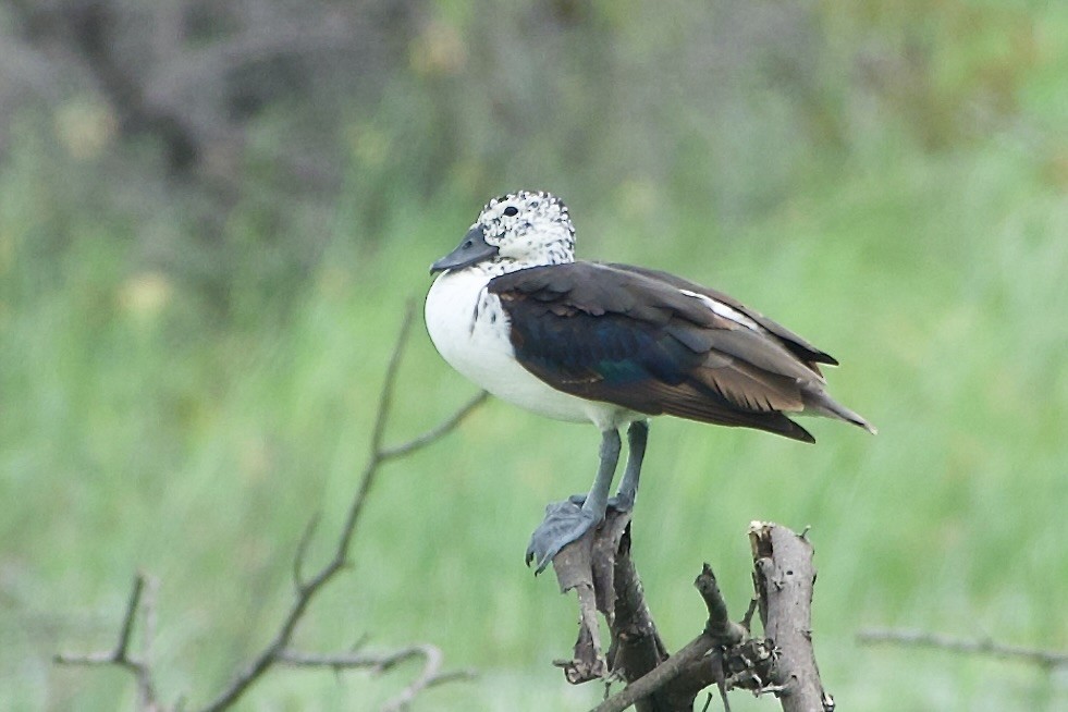 Knob-billed Duck - ML643756781