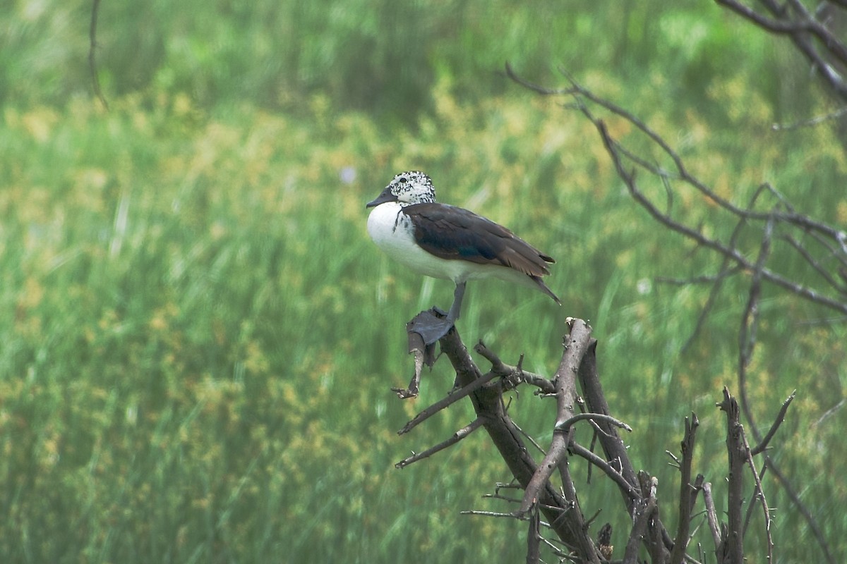 Knob-billed Duck - ML643756782