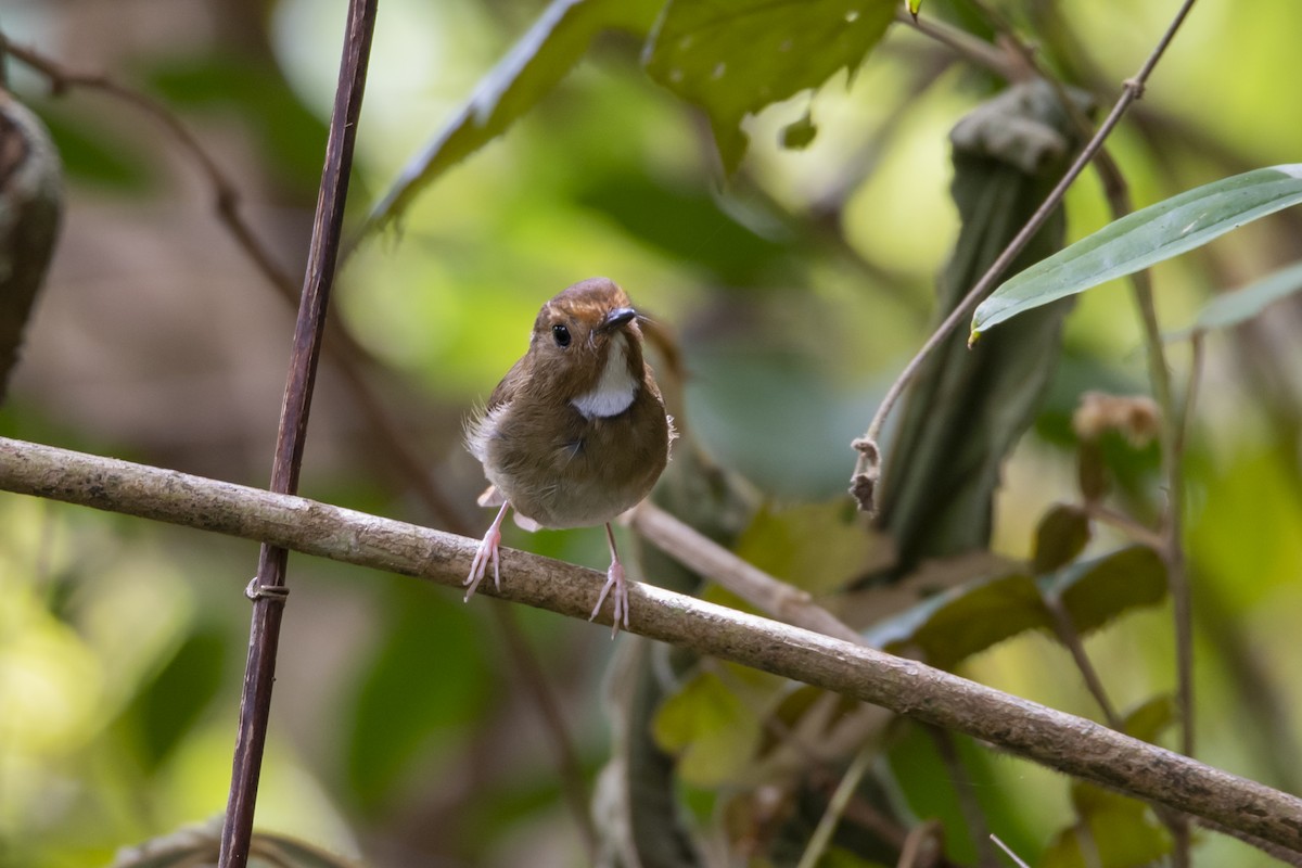 Rufous-browed Flycatcher - ML643756784