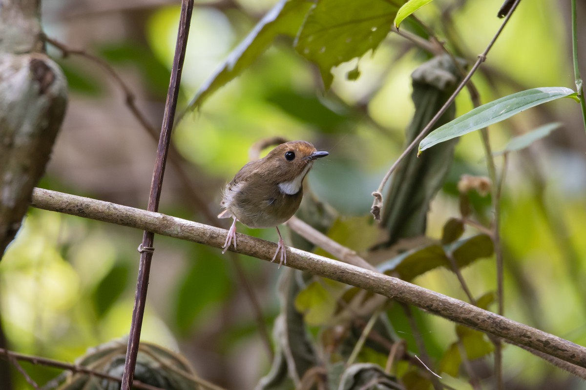 Rufous-browed Flycatcher - ML643756785