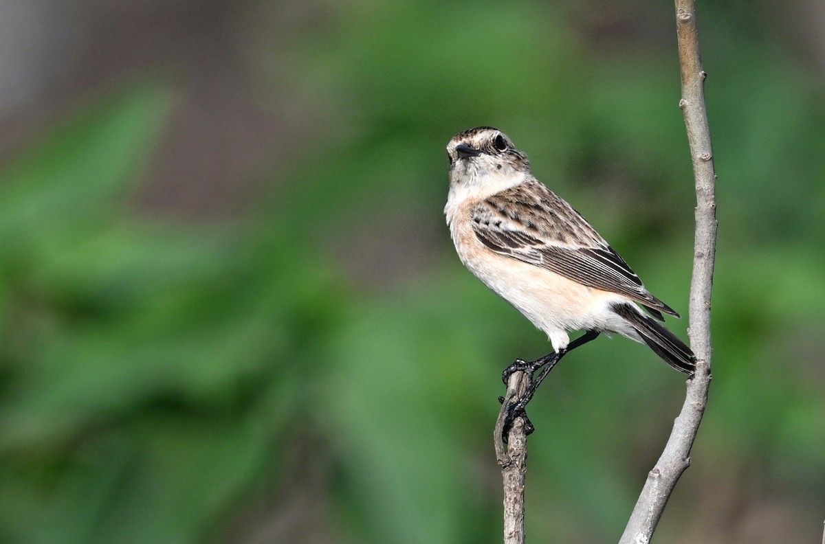Siberian Stonechat - ML643756786