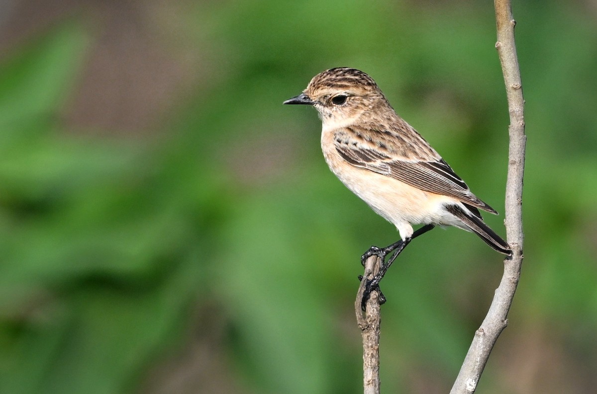 Siberian Stonechat - ML643756787