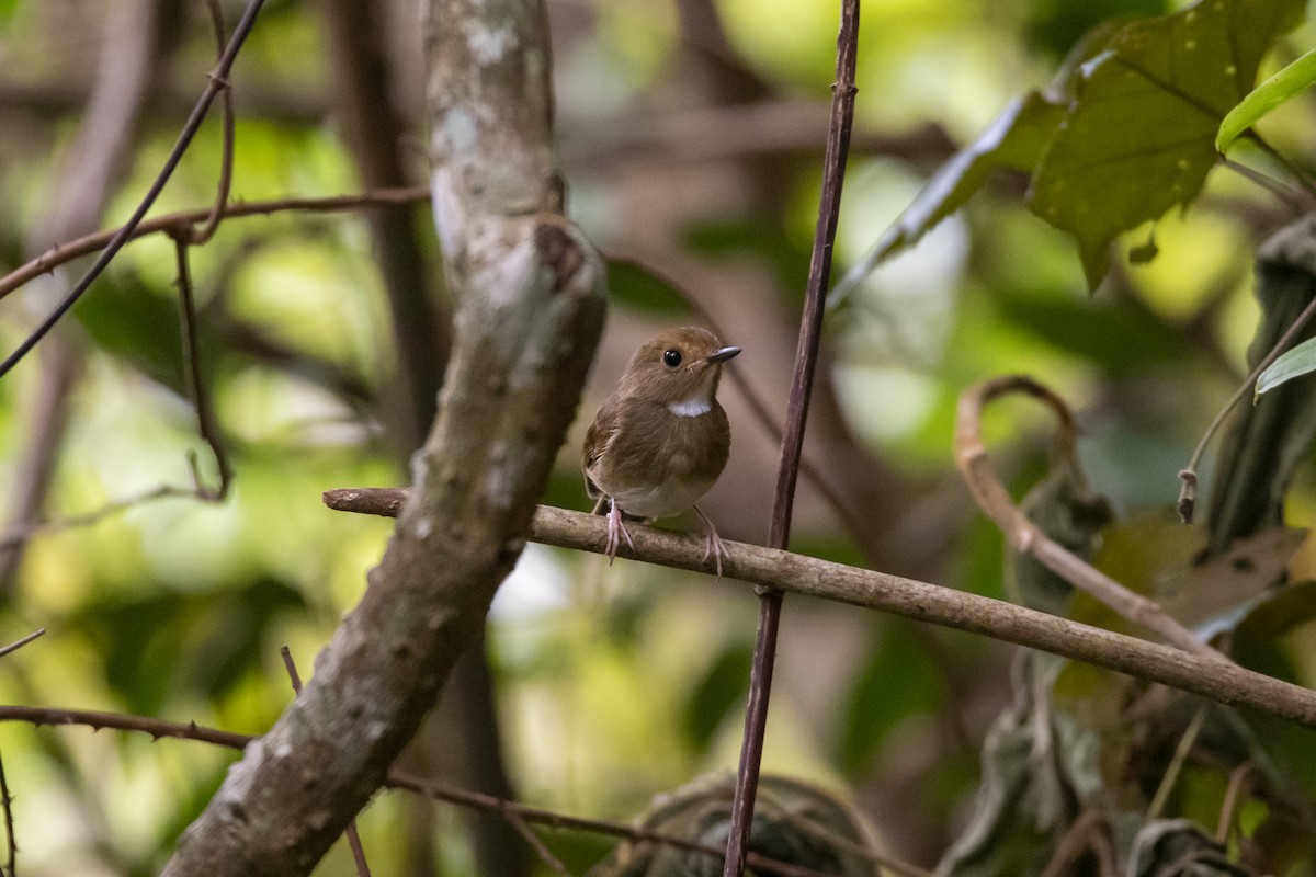 Rufous-browed Flycatcher - ML643756788