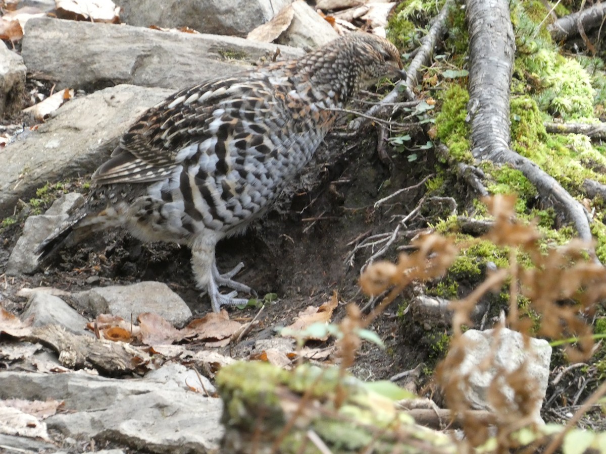 Ruffed Grouse - ML643756789