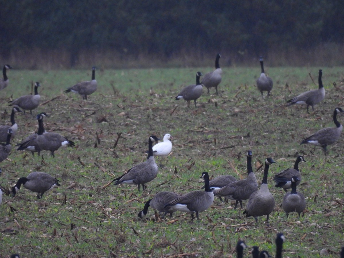 Ross's Goose - ML643756791