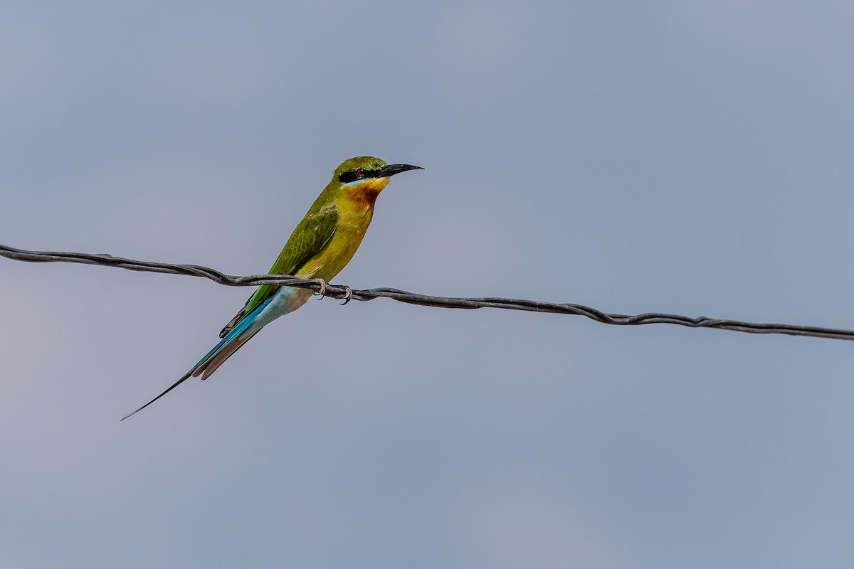Blue-tailed Bee-eater - ML643756792