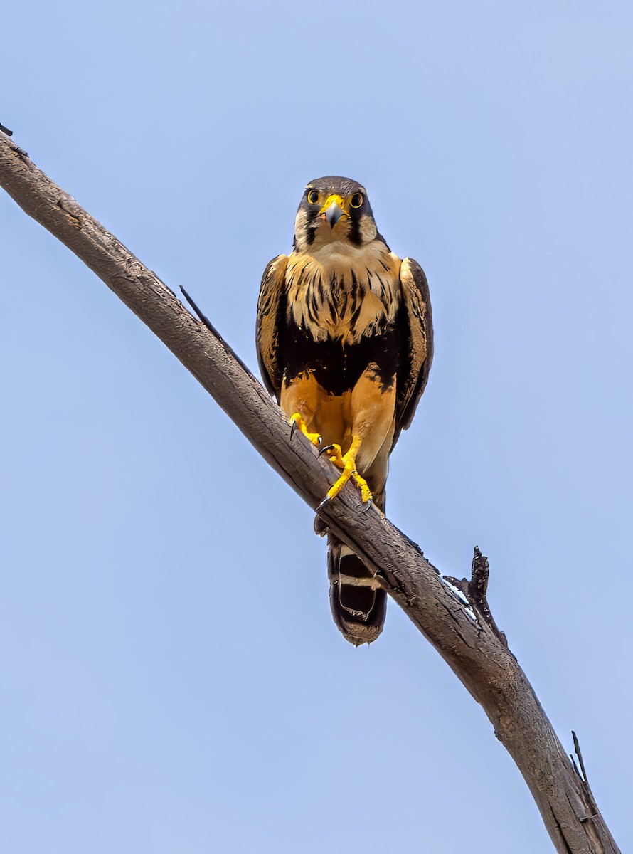 Aplomado Falcon - ML643756794