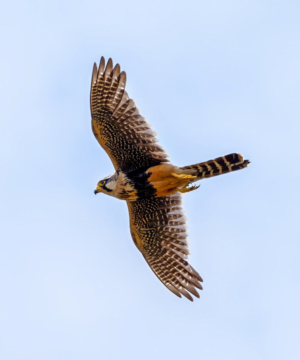 Aplomado Falcon - ML643756795