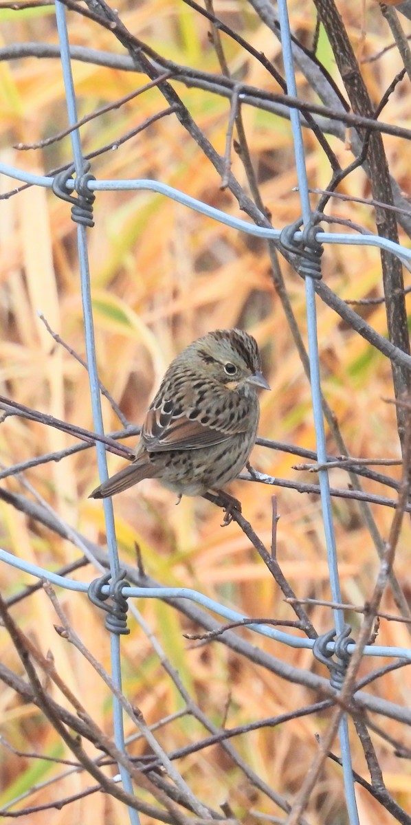 Lincoln's Sparrow - ML643756796