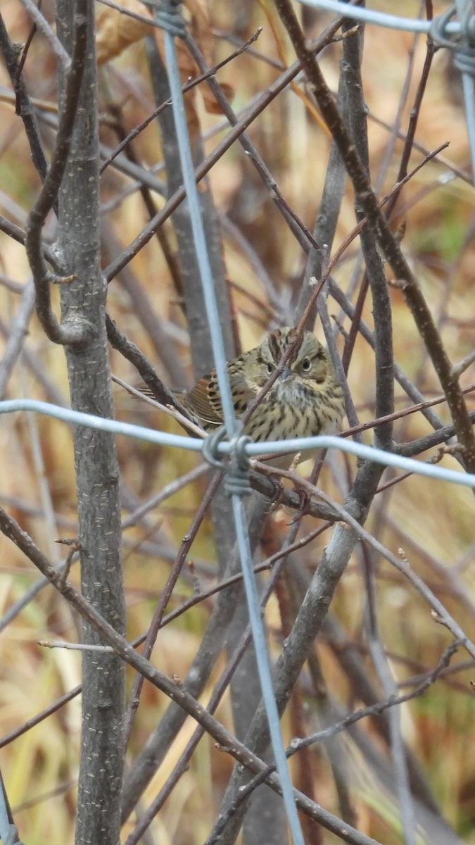 Lincoln's Sparrow - ML643756797